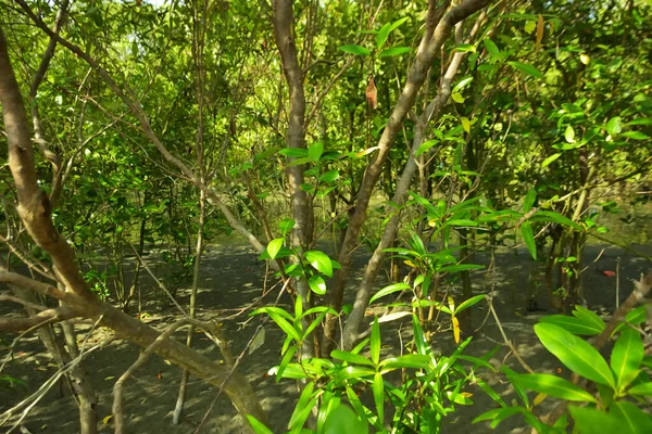 Bangladeş 'in Cox' s Bazar kentindeki Bakkhali Nehri 'nin sınırındaki yemyeşil bir mangrov ağacının yan bakış açısı. Yoğun yeşil tepe örtüsü, açık ve güneşli bir gökyüzünün altındaki yüksek gelgit sırasında hareket eden nehir suyunun üzerine uzanır..