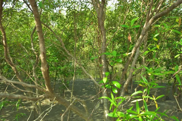 Bangladeş 'in Cox' s Bazar kentindeki Bakkhali Nehri 'nin sınırındaki yemyeşil bir mangrov ağacının yan bakış açısı. Yoğun yeşil tepe örtüsü, açık ve güneşli bir gökyüzünün altındaki yüksek gelgit sırasında hareket eden nehir suyunun üzerine uzanır..