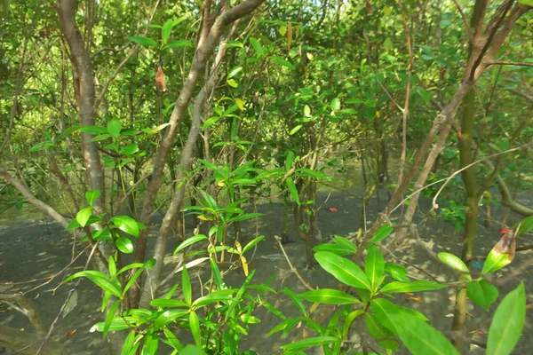 Bangladeş 'in Cox' s Bazar kentindeki Bakkhali Nehri 'nin sınırındaki yemyeşil bir mangrov ağacının yan bakış açısı. Yoğun yeşil tepe örtüsü, açık ve güneşli bir gökyüzünün altındaki yüksek gelgit sırasında hareket eden nehir suyunun üzerine uzanır..