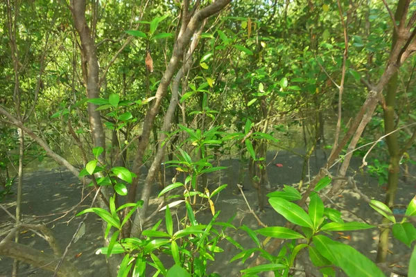 Bangladeş 'in Cox' s Bazar kentindeki Bakkhali Nehri 'nin sınırındaki yemyeşil bir mangrov ağacının yan bakış açısı. Yoğun yeşil tepe örtüsü, açık ve güneşli bir gökyüzünün altındaki yüksek gelgit sırasında hareket eden nehir suyunun üzerine uzanır..