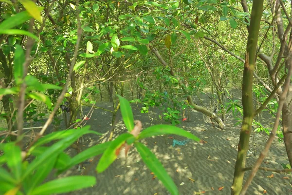 Bangladeş 'in Cox' s Bazar kentindeki Bakkhali Nehri 'nin sınırındaki yemyeşil bir mangrov ağacının yan bakış açısı. Yoğun yeşil tepe örtüsü, açık ve güneşli bir gökyüzünün altındaki yüksek gelgit sırasında hareket eden nehir suyunun üzerine uzanır..