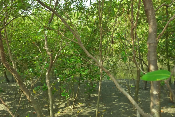 Bangladeş 'in Cox' s Bazar kentindeki Bakkhali Nehri 'nin sınırındaki yemyeşil bir mangrov ağacının yan bakış açısı. Yoğun yeşil tepe örtüsü, açık ve güneşli bir gökyüzünün altındaki yüksek gelgit sırasında hareket eden nehir suyunun üzerine uzanır..