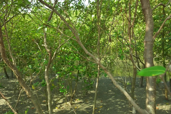 Bangladeş 'in Cox' s Bazar kentindeki Bakkhali Nehri 'nin sınırındaki yemyeşil bir mangrov ağacının yan bakış açısı. Yoğun yeşil tepe örtüsü, açık ve güneşli bir gökyüzünün altındaki yüksek gelgit sırasında hareket eden nehir suyunun üzerine uzanır..