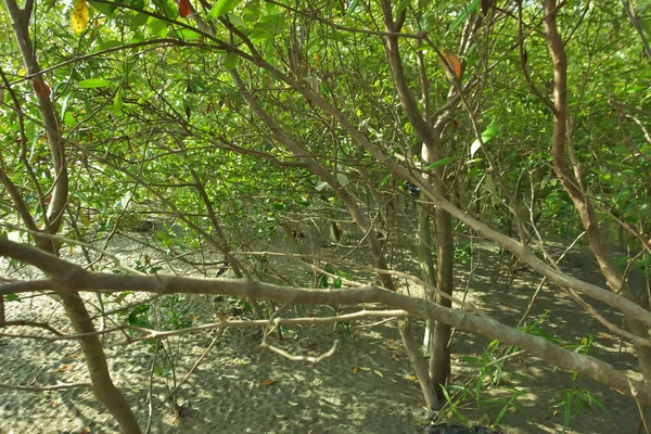 Bangladeş 'in Cox' s Bazar kentindeki Bakkhali Nehri 'nin sınırındaki yemyeşil bir mangrov ağacının yan bakış açısı. Yoğun yeşil tepe örtüsü, açık ve güneşli bir gökyüzünün altındaki yüksek gelgit sırasında hareket eden nehir suyunun üzerine uzanır..