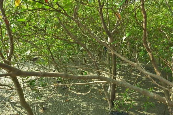 Bangladeş 'in Cox' s Bazar kentindeki Bakkhali Nehri 'nin sınırındaki yemyeşil bir mangrov ağacının yan bakış açısı. Yoğun yeşil tepe örtüsü, açık ve güneşli bir gökyüzünün altındaki yüksek gelgit sırasında hareket eden nehir suyunun üzerine uzanır..