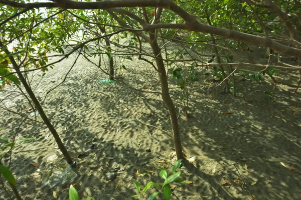 Bangladeş 'in Cox' s Bazar kentindeki Bakkhali Nehri 'nin sınırındaki yemyeşil bir mangrov ağacının yan bakış açısı. Yoğun yeşil tepe örtüsü, açık ve güneşli bir gökyüzünün altındaki yüksek gelgit sırasında hareket eden nehir suyunun üzerine uzanır..