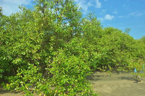 Bangladeş, Cox 's Bazar' daki Bakkhali Nehri boyunca uzanan yemyeşil mangrov ormanının manzarası. Parlak yeşil ağaçlar, açık mavi gökyüzünün altındaki yüksek gelgit sırasında tropikal su yolu boyunca eşsiz bir kıyı ekosistemi sergilerler..
