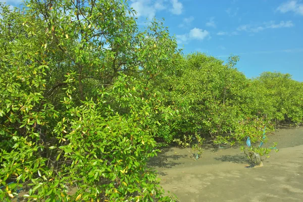 Bangladeş, Cox 's Bazar' daki Bakkhali Nehri boyunca uzanan yemyeşil mangrov ormanının manzarası. Parlak yeşil ağaçlar, açık mavi gökyüzünün altındaki yüksek gelgit sırasında tropikal su yolu boyunca eşsiz bir kıyı ekosistemi sergilerler..