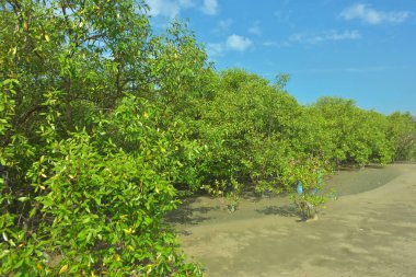 Bangladeş, Cox 's Bazar' daki Bakkhali Nehri boyunca uzanan yemyeşil mangrov ormanının manzarası. Parlak yeşil ağaçlar, açık mavi gökyüzünün altındaki yüksek gelgit sırasında tropikal su yolu boyunca eşsiz bir kıyı ekosistemi sergilerler..