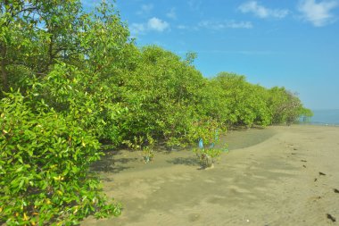 Bangladeş, Cox 's Bazar' daki Bakkhali Nehri boyunca uzanan yemyeşil mangrov ormanının manzarası. Parlak yeşil ağaçlar, açık mavi gökyüzünün altındaki yüksek gelgit sırasında tropikal su yolu boyunca eşsiz bir kıyı ekosistemi sergilerler..