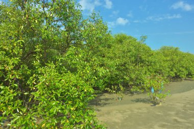 Bangladeş, Cox 's Bazar' daki Bakkhali Nehri boyunca uzanan yemyeşil mangrov ormanının manzarası. Parlak yeşil ağaçlar, açık mavi gökyüzünün altındaki yüksek gelgit sırasında tropikal su yolu boyunca eşsiz bir kıyı ekosistemi sergilerler..