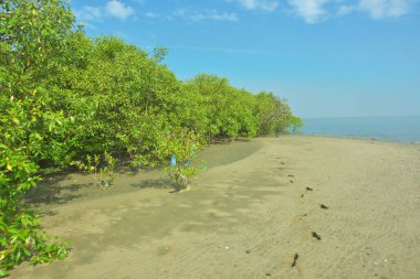 Mangrove Ormanı, Bakkhali Nehri boyunca Cox 's Bazar, Bangladeş' te gelgitte. Görüntü, parlak mavi gökyüzünün altında yoğun yeşil tuza dayanıklı ağaçlara doğru giden çıplak kumlu nehir kıyılarını gösteriyor..