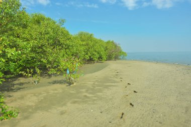 Bangladeş 'in Cox' s Bazar kentindeki Bakkhali Nehri 'nin sınırındaki yemyeşil bir mangrov ağacının yan bakış açısı. Yoğun yeşil tepe örtüsü, açık ve güneşli bir gökyüzünün altındaki yüksek gelgit sırasında hareket eden nehir suyunun üzerine uzanır..