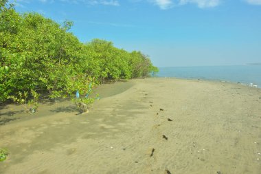 Mangrove Ormanı, Bakkhali Nehri boyunca Cox 's Bazar, Bangladeş' te gelgitte. Görüntü, parlak mavi gökyüzünün altında yoğun yeşil tuza dayanıklı ağaçlara doğru giden çıplak kumlu nehir kıyılarını gösteriyor..