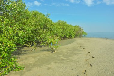 Bangladeş 'in Cox' s Bazar kentindeki Bakkhali Nehri 'nin sınırındaki yemyeşil bir mangrov ağacının yan bakış açısı. Yoğun yeşil tepe örtüsü, açık ve güneşli bir gökyüzünün altındaki yüksek gelgit sırasında hareket eden nehir suyunun üzerine uzanır..