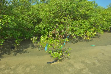 Bangladeş 'in Cox' s Bazar kentindeki Bakkhali Nehri 'nin sınırındaki yemyeşil bir mangrov ağacının yan bakış açısı. Yoğun yeşil tepe örtüsü, açık ve güneşli bir gökyüzünün altındaki yüksek gelgit sırasında hareket eden nehir suyunun üzerine uzanır..