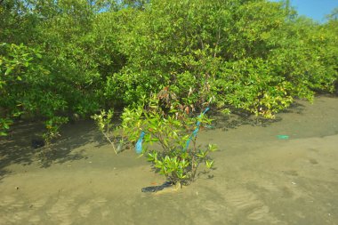 Bangladeş 'in Cox' s Bazar kentindeki Bakkhali Nehri 'nin sınırındaki yemyeşil bir mangrov ağacının yan bakış açısı. Yoğun yeşil tepe örtüsü, açık ve güneşli bir gökyüzünün altındaki yüksek gelgit sırasında hareket eden nehir suyunun üzerine uzanır..