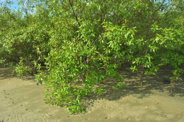 Bangladeş 'in Cox' s Bazar kentindeki Bakkhali Nehri 'nin sınırındaki yemyeşil bir mangrov ağacının yan bakış açısı. Yoğun yeşil tepe örtüsü, açık ve güneşli bir gökyüzünün altındaki yüksek gelgit sırasında hareket eden nehir suyunun üzerine uzanır..