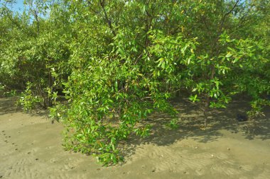 Bangladeş 'in Cox' s Bazar kentindeki Bakkhali Nehri 'nin sınırındaki yemyeşil bir mangrov ağacının yan bakış açısı. Yoğun yeşil tepe örtüsü, açık ve güneşli bir gökyüzünün altındaki yüksek gelgit sırasında hareket eden nehir suyunun üzerine uzanır..