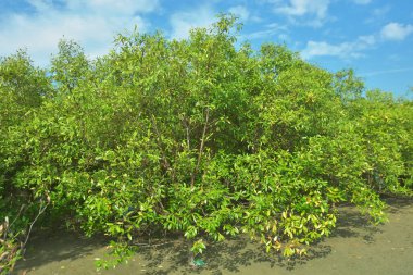 Bangladeş 'in Cox' s Bazar kentindeki Bakkhali Nehri 'nin sınırındaki yemyeşil bir mangrov ağacının yan bakış açısı. Yoğun yeşil tepe örtüsü, açık ve güneşli bir gökyüzünün altındaki yüksek gelgit sırasında hareket eden nehir suyunun üzerine uzanır..