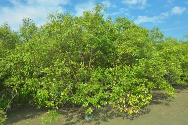 Bangladeş 'in Cox' s Bazar kentindeki Bakkhali Nehri 'nin sınırındaki yemyeşil bir mangrov ağacının yan bakış açısı. Yoğun yeşil tepe örtüsü, açık ve güneşli bir gökyüzünün altındaki yüksek gelgit sırasında hareket eden nehir suyunun üzerine uzanır..