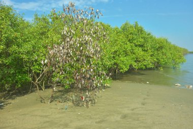 Bangladeş 'in Cox' s Bazar kentindeki Bakkhali Nehri 'nin sınırındaki yemyeşil bir mangrov ağacının yan bakış açısı. Yoğun yeşil tepe örtüsü, açık ve güneşli bir gökyüzünün altındaki yüksek gelgit sırasında hareket eden nehir suyunun üzerine uzanır..