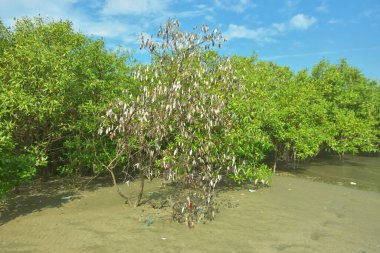 Bangladeş 'in Cox' s Bazar kentindeki Bakkhali Nehri 'nin sınırındaki yemyeşil bir mangrov ağacının yan bakış açısı. Yoğun yeşil tepe örtüsü, açık ve güneşli bir gökyüzünün altındaki yüksek gelgit sırasında hareket eden nehir suyunun üzerine uzanır..