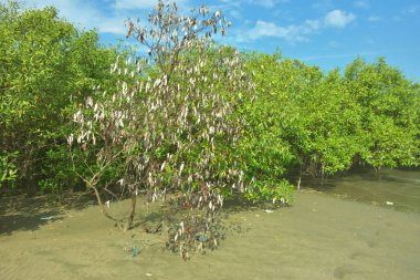 Bangladeş 'in Cox' s Bazar kentindeki Bakkhali Nehri 'nin sınırındaki yemyeşil bir mangrov ağacının yan bakış açısı. Yoğun yeşil tepe örtüsü, açık ve güneşli bir gökyüzünün altındaki yüksek gelgit sırasında hareket eden nehir suyunun üzerine uzanır..