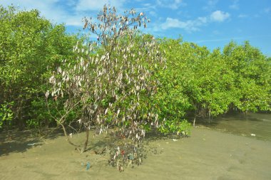 Bangladeş 'in Cox' s Bazar kentindeki Bakkhali Nehri 'nin sınırındaki yemyeşil bir mangrov ağacının yan bakış açısı. Yoğun yeşil tepe örtüsü, açık ve güneşli bir gökyüzünün altındaki yüksek gelgit sırasında hareket eden nehir suyunun üzerine uzanır..