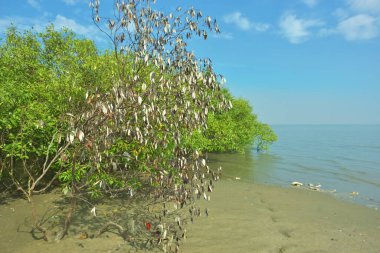 Bangladeş 'in Cox' s Bazar kentindeki Bakkhali Nehri 'nin sınırındaki yemyeşil bir mangrov ağacının yan bakış açısı. Yoğun yeşil tepe örtüsü, açık ve güneşli bir gökyüzünün altındaki yüksek gelgit sırasında hareket eden nehir suyunun üzerine uzanır..