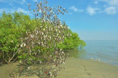 Bangladeş 'in Cox' s Bazar kentindeki Bakkhali Nehri 'nin sınırındaki yemyeşil bir mangrov ağacının yan bakış açısı. Yoğun yeşil tepe örtüsü, açık ve güneşli bir gökyüzünün altındaki yüksek gelgit sırasında hareket eden nehir suyunun üzerine uzanır..