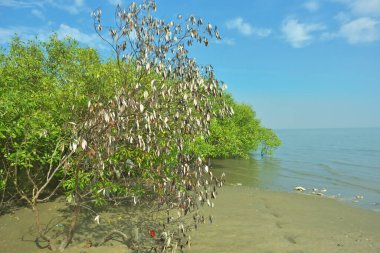 Bangladeş 'in Cox' s Bazar kentindeki Bakkhali Nehri 'nin sınırındaki yemyeşil bir mangrov ağacının yan bakış açısı. Yoğun yeşil tepe örtüsü, açık ve güneşli bir gökyüzünün altındaki yüksek gelgit sırasında hareket eden nehir suyunun üzerine uzanır..