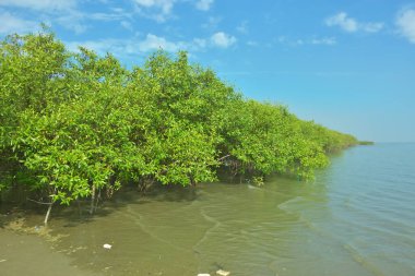 Bangladeş 'in Cox' s Bazar kentindeki Bakkhali Nehri 'nin sınırındaki yemyeşil bir mangrov ağacının yan bakış açısı. Yoğun yeşil tepe örtüsü, açık ve güneşli bir gökyüzünün altındaki yüksek gelgit sırasında hareket eden nehir suyunun üzerine uzanır..