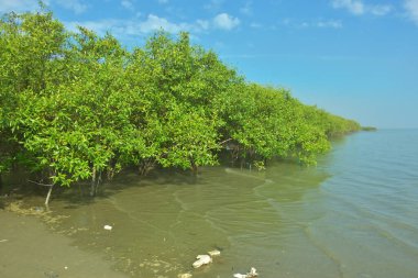 Bangladeş 'in Cox' s Bazar kentindeki Bakkhali Nehri 'nin sınırındaki yemyeşil bir mangrov ağacının yan bakış açısı. Yoğun yeşil tepe örtüsü, açık ve güneşli bir gökyüzünün altındaki yüksek gelgit sırasında hareket eden nehir suyunun üzerine uzanır..