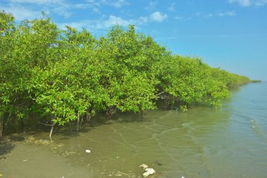 Bangladeş 'in Cox' s Bazar kentindeki Bakkhali Nehri 'nin sınırındaki yemyeşil bir mangrov ağacının yan bakış açısı. Yoğun yeşil tepe örtüsü, açık ve güneşli bir gökyüzünün altındaki yüksek gelgit sırasında hareket eden nehir suyunun üzerine uzanır..