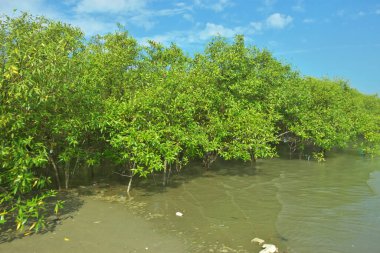 Bangladeş 'in Cox' s Bazar kentindeki Bakkhali Nehri 'nin sınırındaki yemyeşil bir mangrov ağacının yan bakış açısı. Yoğun yeşil tepe örtüsü, açık ve güneşli bir gökyüzünün altındaki yüksek gelgit sırasında hareket eden nehir suyunun üzerine uzanır..