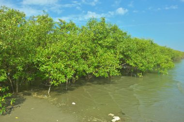 Bangladeş 'in Cox' s Bazar kentindeki Bakkhali Nehri 'nin sınırındaki yemyeşil bir mangrov ağacının yan bakış açısı. Yoğun yeşil tepe örtüsü, açık ve güneşli bir gökyüzünün altındaki yüksek gelgit sırasında hareket eden nehir suyunun üzerine uzanır..