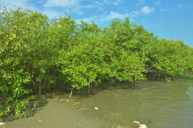 Bangladeş 'in Cox' s Bazar kentindeki Bakkhali Nehri 'nin sınırındaki yemyeşil bir mangrov ağacının yan bakış açısı. Yoğun yeşil tepe örtüsü, açık ve güneşli bir gökyüzünün altındaki yüksek gelgit sırasında hareket eden nehir suyunun üzerine uzanır..