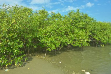 Bangladeş 'in Cox' s Bazar kentindeki Bakkhali Nehri 'nin sınırındaki yemyeşil bir mangrov ağacının yan bakış açısı. Yoğun yeşil tepe örtüsü, açık ve güneşli bir gökyüzünün altındaki yüksek gelgit sırasında hareket eden nehir suyunun üzerine uzanır..
