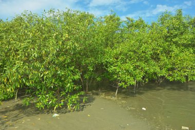 Bangladeş 'in Cox' s Bazar kentindeki Bakkhali Nehri 'nin sınırındaki yemyeşil bir mangrov ağacının yan bakış açısı. Yoğun yeşil tepe örtüsü, açık ve güneşli bir gökyüzünün altındaki yüksek gelgit sırasında hareket eden nehir suyunun üzerine uzanır..