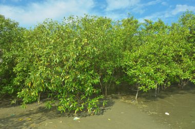 Bangladeş 'in Cox' s Bazar kentindeki Bakkhali Nehri 'nin sınırındaki yemyeşil bir mangrov ağacının yan bakış açısı. Yoğun yeşil tepe örtüsü, açık ve güneşli bir gökyüzünün altındaki yüksek gelgit sırasında hareket eden nehir suyunun üzerine uzanır..