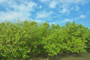 Bangladeş 'in Cox' s Bazar kentindeki Bakkhali Nehri 'nin sınırındaki yemyeşil bir mangrov ağacının yan bakış açısı. Yoğun yeşil tepe örtüsü, açık ve güneşli bir gökyüzünün altındaki yüksek gelgit sırasında hareket eden nehir suyunun üzerine uzanır..