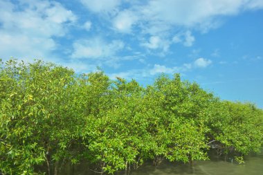 Bangladeş 'in Cox' s Bazar kentindeki Bakkhali Nehri 'nin sınırındaki yemyeşil bir mangrov ağacının yan bakış açısı. Yoğun yeşil tepe örtüsü, açık ve güneşli bir gökyüzünün altındaki yüksek gelgit sırasında hareket eden nehir suyunun üzerine uzanır..