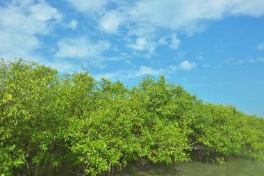 Bangladeş 'in Cox' s Bazar kentindeki Bakkhali Nehri 'nin sınırındaki yemyeşil bir mangrov ağacının yan bakış açısı. Yoğun yeşil tepe örtüsü, açık ve güneşli bir gökyüzünün altındaki yüksek gelgit sırasında hareket eden nehir suyunun üzerine uzanır..