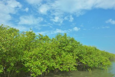 Bangladeş 'in Cox' s Bazar kentindeki Bakkhali Nehri 'nin sınırındaki yemyeşil bir mangrov ağacının yan bakış açısı. Yoğun yeşil tepe örtüsü, açık ve güneşli bir gökyüzünün altındaki yüksek gelgit sırasında hareket eden nehir suyunun üzerine uzanır..