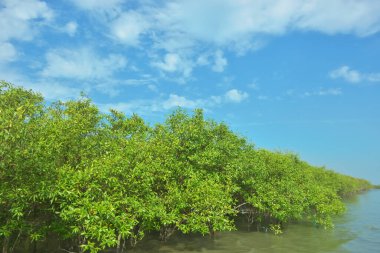 Bangladeş 'in Cox' s Bazar kentindeki Bakkhali Nehri 'nin sınırındaki yemyeşil bir mangrov ağacının yan bakış açısı. Yoğun yeşil tepe örtüsü, açık ve güneşli bir gökyüzünün altındaki yüksek gelgit sırasında hareket eden nehir suyunun üzerine uzanır..