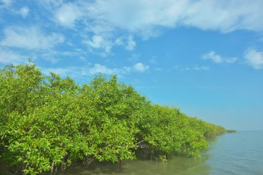 Bangladeş 'in Cox' s Bazar kentindeki Bakkhali Nehri 'nin sınırındaki yemyeşil bir mangrov ağacının yan bakış açısı. Yoğun yeşil tepe örtüsü, açık ve güneşli bir gökyüzünün altındaki yüksek gelgit sırasında hareket eden nehir suyunun üzerine uzanır..
