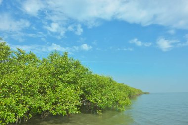 Bangladeş 'in Cox' s Bazar kentindeki Bakkhali Nehri 'nin sınırındaki yemyeşil bir mangrov ağacının yan bakış açısı. Yoğun yeşil tepe örtüsü, açık ve güneşli bir gökyüzünün altındaki yüksek gelgit sırasında hareket eden nehir suyunun üzerine uzanır..