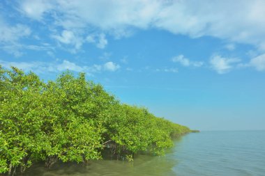 Bangladeş 'in Cox' s Bazar kentindeki Bakkhali Nehri 'nin sınırındaki yemyeşil bir mangrov ağacının yan bakış açısı. Yoğun yeşil tepe örtüsü, açık ve güneşli bir gökyüzünün altındaki yüksek gelgit sırasında hareket eden nehir suyunun üzerine uzanır..