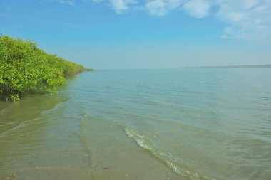 Bangladeş 'in Cox' s Bazar kentindeki Bakkhali Nehri 'nin sınırındaki yemyeşil bir mangrov ağacının yan bakış açısı. Yoğun yeşil tepe örtüsü, açık ve güneşli bir gökyüzünün altındaki yüksek gelgit sırasında hareket eden nehir suyunun üzerine uzanır..